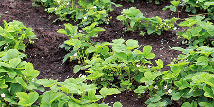 faire un potager